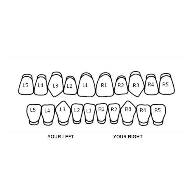 Custom Fit grillz 2 Teeth with heart or star open face grillz fangs /gold Silver Slugs Grillz/grillz with fangs free mold kit free shipping - GrillzCity